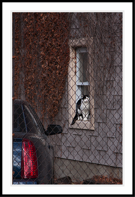 Cat in window with taillight.